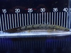画像1: 【淡水魚】【通販】No2 ポリプテルス コンギクス(ビチャー) コンゴ産 ワイルド【個体販売】(±25cm)(大型魚)(生体)(熱帯魚)NKＯ (1)
