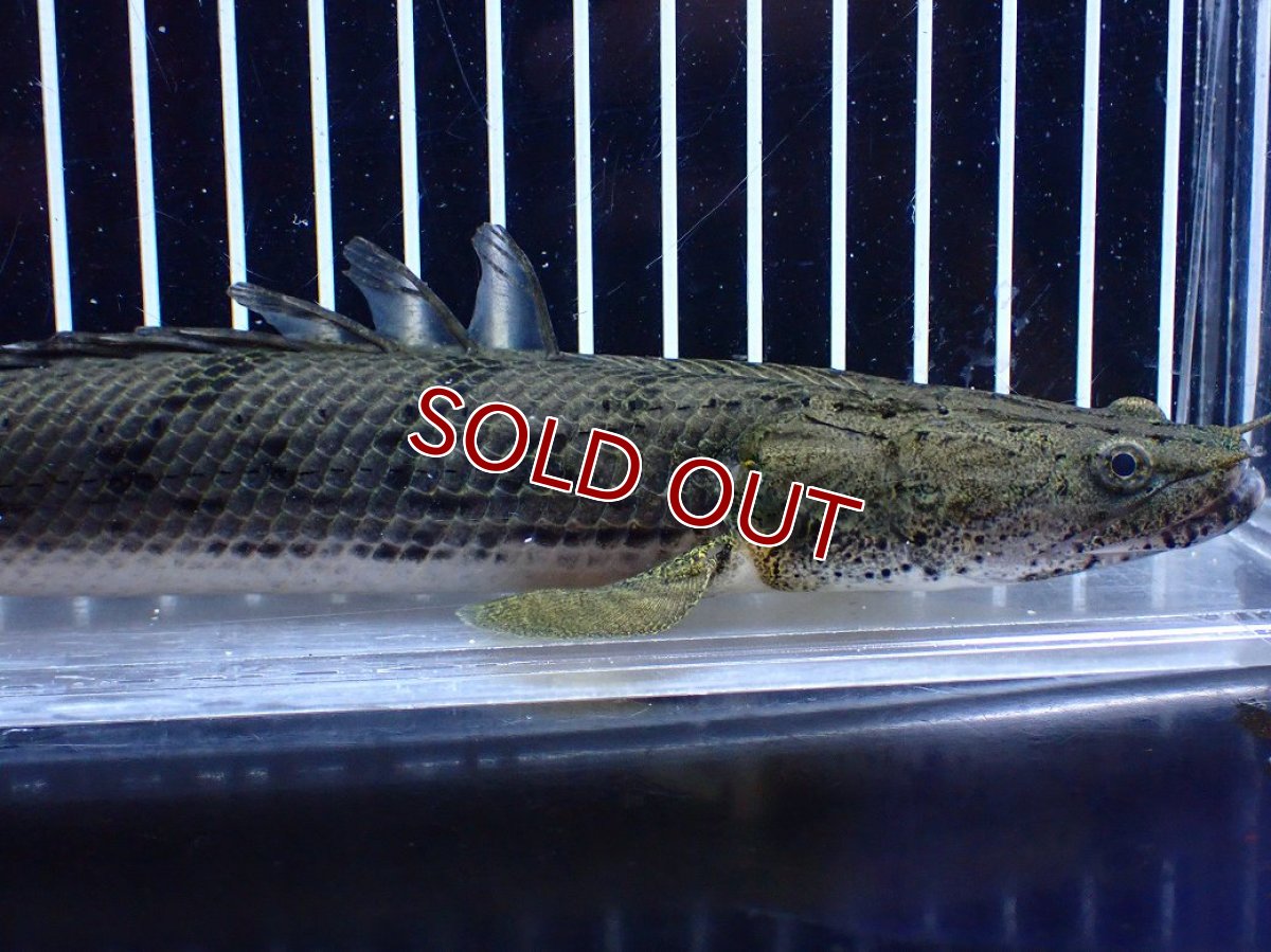 画像2: 【淡水魚】【通販】No2 ポリプテルス コンギクス(ビチャー) コンゴ産 ワイルド【個体販売】(±25cm)(大型魚)(生体)(熱帯魚)NKＯ (2)