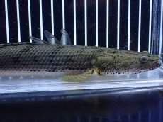 画像2: 【淡水魚】【通販】No2 ポリプテルス コンギクス(ビチャー) コンゴ産 ワイルド【個体販売】(±25cm)(大型魚)(生体)(熱帯魚)NKＯ (2)