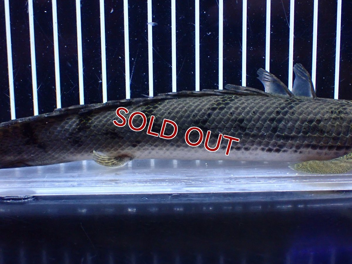 画像3: 【淡水魚】【通販】No2 ポリプテルス コンギクス(ビチャー) コンゴ産 ワイルド【個体販売】(±25cm)(大型魚)(生体)(熱帯魚)NKＯ (3)