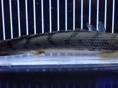 画像3: 【淡水魚】【通販】No2 ポリプテルス コンギクス(ビチャー) コンゴ産 ワイルド【個体販売】(±25cm)(大型魚)(生体)(熱帯魚)NKＯ (3)