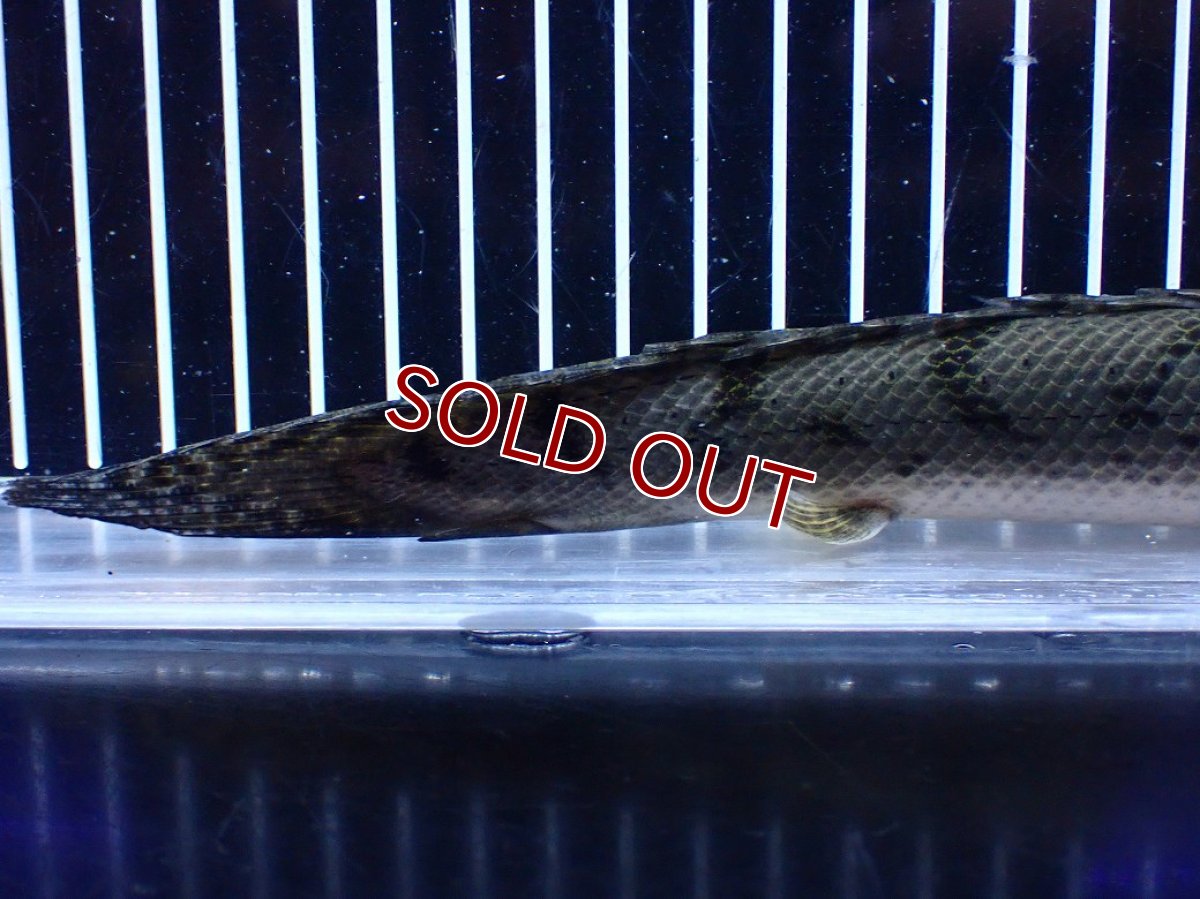 画像4: 【淡水魚】【通販】No2 ポリプテルス コンギクス(ビチャー) コンゴ産 ワイルド【個体販売】(±25cm)(大型魚)(生体)(熱帯魚)NKＯ (4)