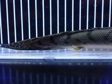画像4: 【淡水魚】【通販】No2 ポリプテルス コンギクス(ビチャー) コンゴ産 ワイルド【個体販売】(±25cm)(大型魚)(生体)(熱帯魚)NKＯ (4)