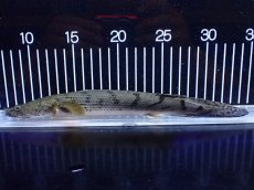 画像5: 【淡水魚】【通販】No2 ポリプテルス コンギクス(ビチャー) コンゴ産 ワイルド【個体販売】(±25cm)(大型魚)(生体)(熱帯魚)NKＯ (5)