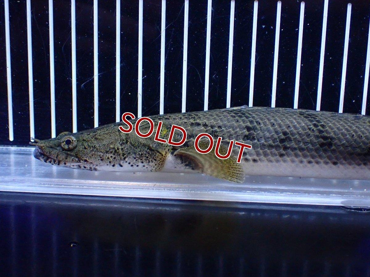 画像6: 【淡水魚】【通販】No2 ポリプテルス コンギクス(ビチャー) コンゴ産 ワイルド【個体販売】(±25cm)(大型魚)(生体)(熱帯魚)NKＯ (6)