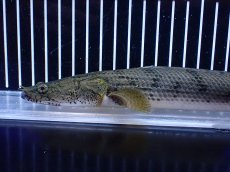 画像6: 【淡水魚】【通販】No2 ポリプテルス コンギクス(ビチャー) コンゴ産 ワイルド【個体販売】(±25cm)(大型魚)(生体)(熱帯魚)NKＯ (6)