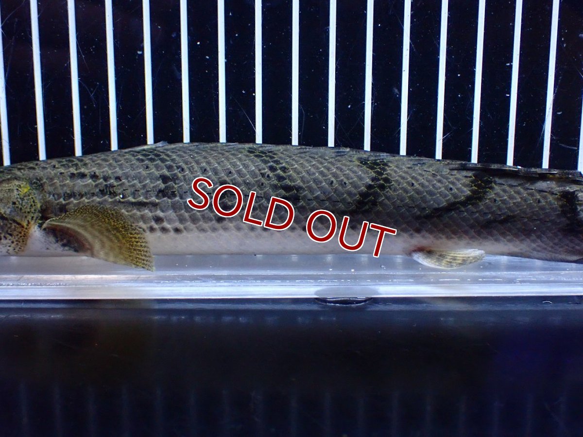 画像7: 【淡水魚】【通販】No2 ポリプテルス コンギクス(ビチャー) コンゴ産 ワイルド【個体販売】(±25cm)(大型魚)(生体)(熱帯魚)NKＯ (7)