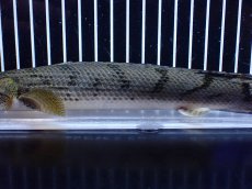 画像7: 【淡水魚】【通販】No2 ポリプテルス コンギクス(ビチャー) コンゴ産 ワイルド【個体販売】(±25cm)(大型魚)(生体)(熱帯魚)NKＯ (7)