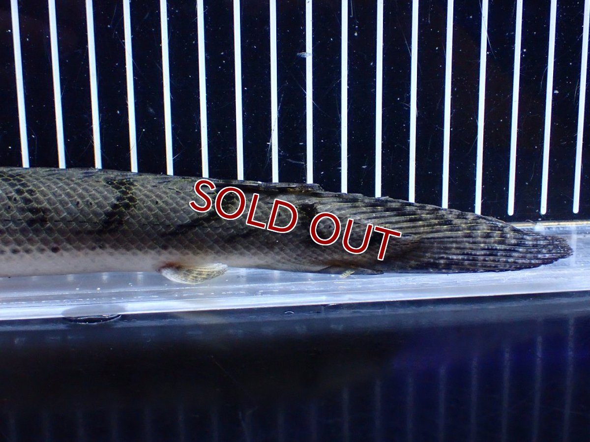 画像8: 【淡水魚】【通販】No2 ポリプテルス コンギクス(ビチャー) コンゴ産 ワイルド【個体販売】(±25cm)(大型魚)(生体)(熱帯魚)NKＯ (8)