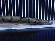 画像8: 【淡水魚】【通販】No2 ポリプテルス コンギクス(ビチャー) コンゴ産 ワイルド【個体販売】(±25cm)(大型魚)(生体)(熱帯魚)NKＯ (8)