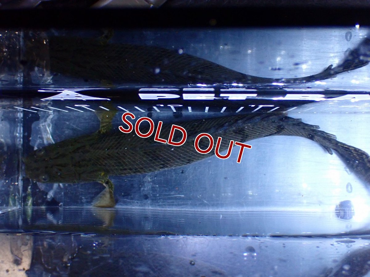 画像9: 【淡水魚】【通販】No2 ポリプテルス コンギクス(ビチャー) コンゴ産 ワイルド【個体販売】(±25cm)(大型魚)(生体)(熱帯魚)NKＯ (9)