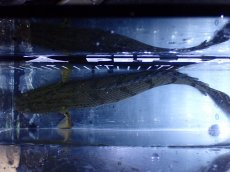 画像9: 【淡水魚】【通販】No2 ポリプテルス コンギクス(ビチャー) コンゴ産 ワイルド【個体販売】(±25cm)(大型魚)(生体)(熱帯魚)NKＯ (9)
