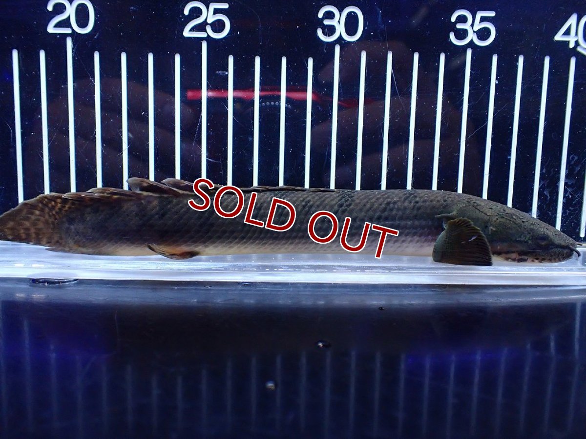 画像1: 【淡水魚】【通販】No1 ポリプテルス ウィークシー コンゴ産 ワイルド【個体販売】(±21cm)(大型魚)(生体)(熱帯魚)NKＯ (1)