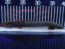 画像1: 【淡水魚】【通販】No1 ポリプテルス ウィークシー コンゴ産 ワイルド【個体販売】(±21cm)(大型魚)(生体)(熱帯魚)NKＯ (1)