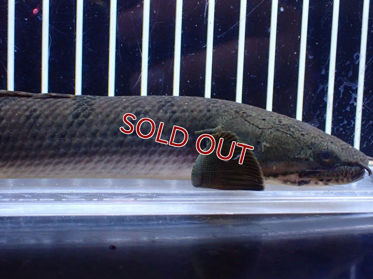 画像2: 【淡水魚】【通販】No1 ポリプテルス ウィークシー コンゴ産 ワイルド【個体販売】(±21cm)(大型魚)(生体)(熱帯魚)NKＯ (2)