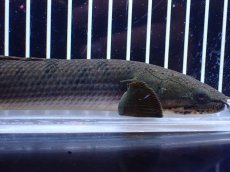 画像2: 【淡水魚】【通販】No1 ポリプテルス ウィークシー コンゴ産 ワイルド【個体販売】(±21cm)(大型魚)(生体)(熱帯魚)NKＯ (2)