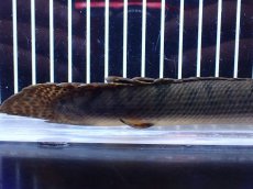 画像4: 【淡水魚】【通販】No1 ポリプテルス ウィークシー コンゴ産 ワイルド【個体販売】(±21cm)(大型魚)(生体)(熱帯魚)NKＯ (4)