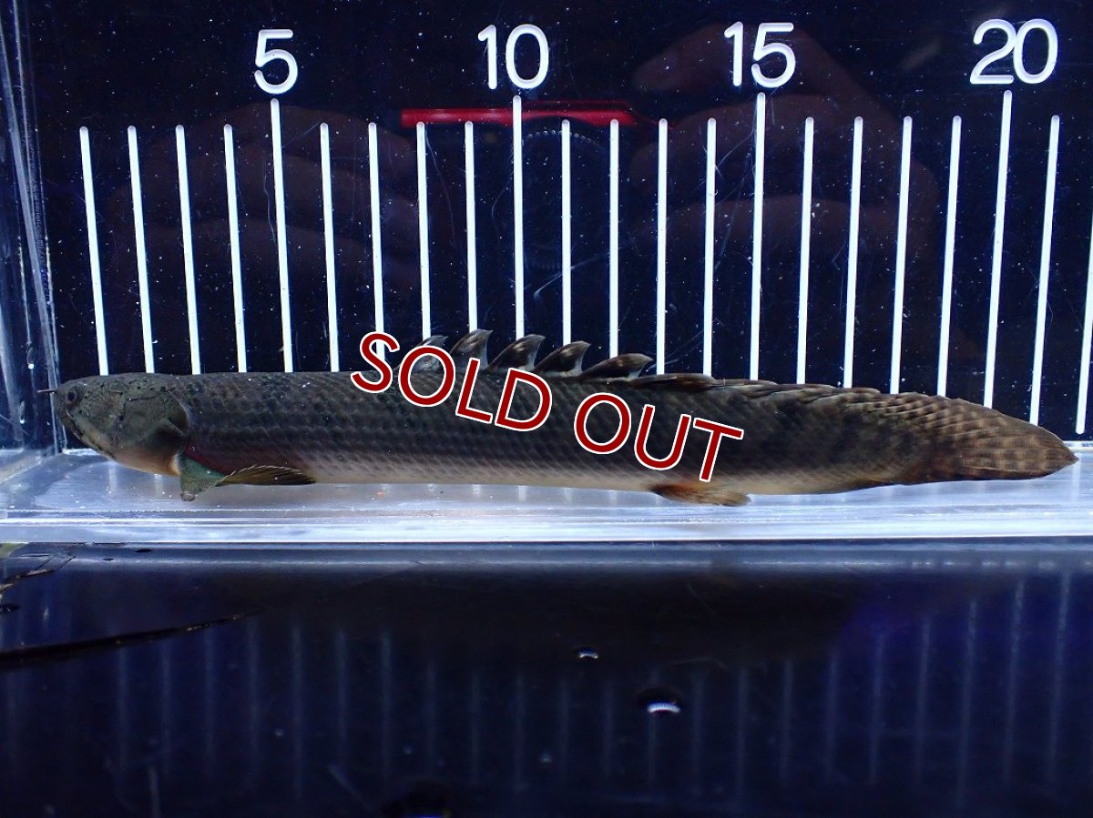 画像5: 【淡水魚】【通販】No1 ポリプテルス ウィークシー コンゴ産 ワイルド【個体販売】(±21cm)(大型魚)(生体)(熱帯魚)NKＯ (5)
