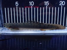画像5: 【淡水魚】【通販】No1 ポリプテルス ウィークシー コンゴ産 ワイルド【個体販売】(±21cm)(大型魚)(生体)(熱帯魚)NKＯ (5)