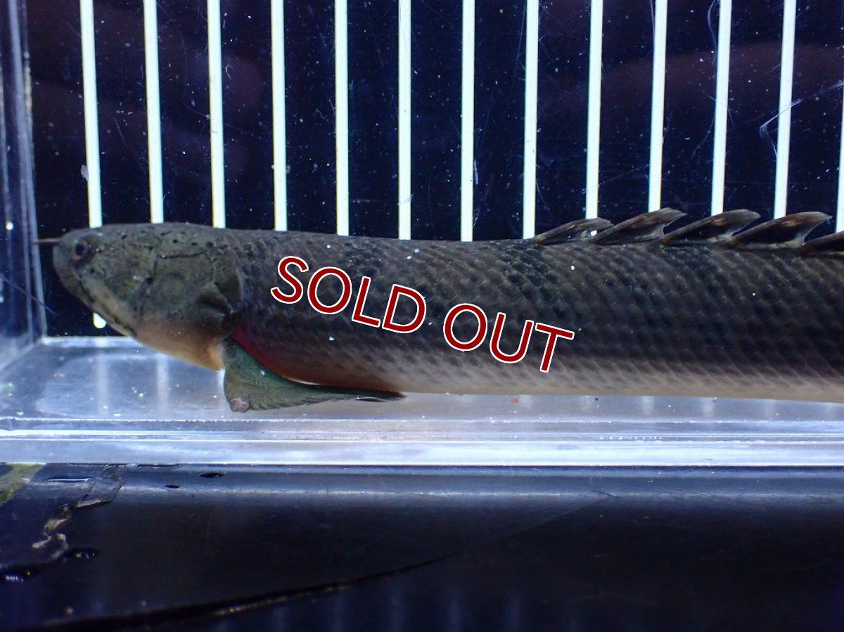 画像6: 【淡水魚】【通販】No1 ポリプテルス ウィークシー コンゴ産 ワイルド【個体販売】(±21cm)(大型魚)(生体)(熱帯魚)NKＯ (6)