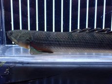 画像6: 【淡水魚】【通販】No1 ポリプテルス ウィークシー コンゴ産 ワイルド【個体販売】(±21cm)(大型魚)(生体)(熱帯魚)NKＯ (6)