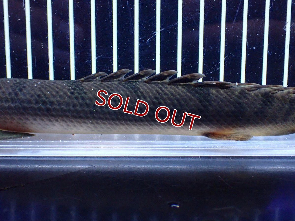 画像7: 【淡水魚】【通販】No1 ポリプテルス ウィークシー コンゴ産 ワイルド【個体販売】(±21cm)(大型魚)(生体)(熱帯魚)NKＯ (7)