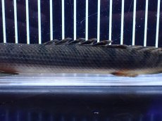 画像7: 【淡水魚】【通販】No1 ポリプテルス ウィークシー コンゴ産 ワイルド【個体販売】(±21cm)(大型魚)(生体)(熱帯魚)NKＯ (7)