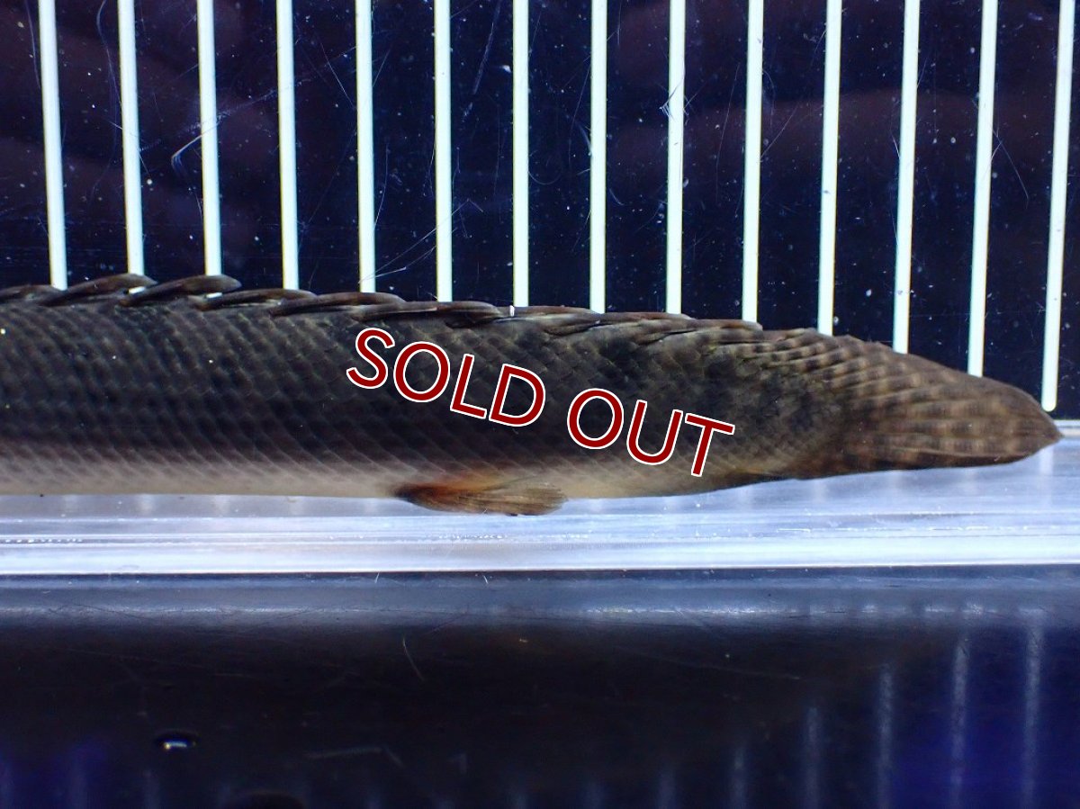 画像8: 【淡水魚】【通販】No1 ポリプテルス ウィークシー コンゴ産 ワイルド【個体販売】(±21cm)(大型魚)(生体)(熱帯魚)NKＯ (8)