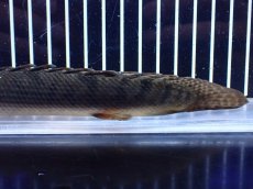 画像8: 【淡水魚】【通販】No1 ポリプテルス ウィークシー コンゴ産 ワイルド【個体販売】(±21cm)(大型魚)(生体)(熱帯魚)NKＯ (8)