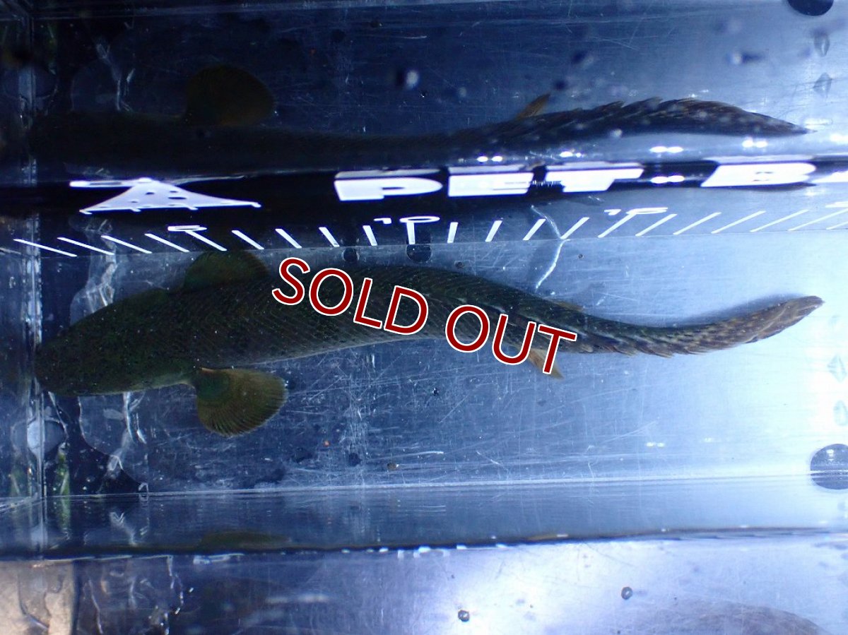画像9: 【淡水魚】【通販】No1 ポリプテルス ウィークシー コンゴ産 ワイルド【個体販売】(±21cm)(大型魚)(生体)(熱帯魚)NKＯ (9)