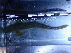 画像9: 【淡水魚】【通販】No1 ポリプテルス ウィークシー コンゴ産 ワイルド【個体販売】(±21cm)(大型魚)(生体)(熱帯魚)NKＯ (9)