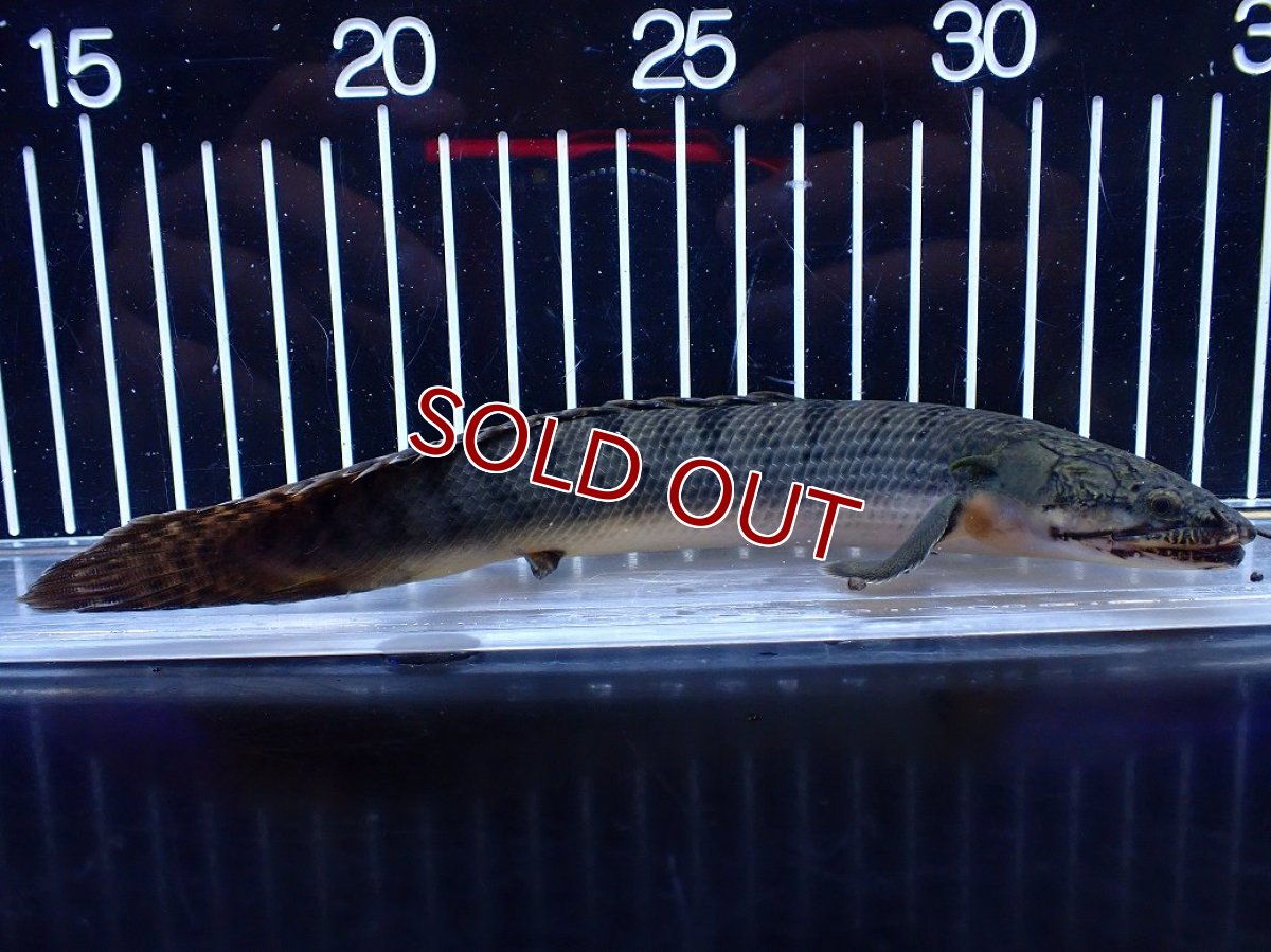 画像1: 【淡水魚】【通販】No2 ポリプテルス ウィークシー コンゴ産 ワイルド【個体販売】(±19cm)(大型魚)(生体)(熱帯魚)NKＯ (1)