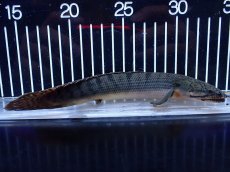 画像1: 【淡水魚】【通販】No2 ポリプテルス ウィークシー コンゴ産 ワイルド【個体販売】(±19cm)(大型魚)(生体)(熱帯魚)NKＯ (1)