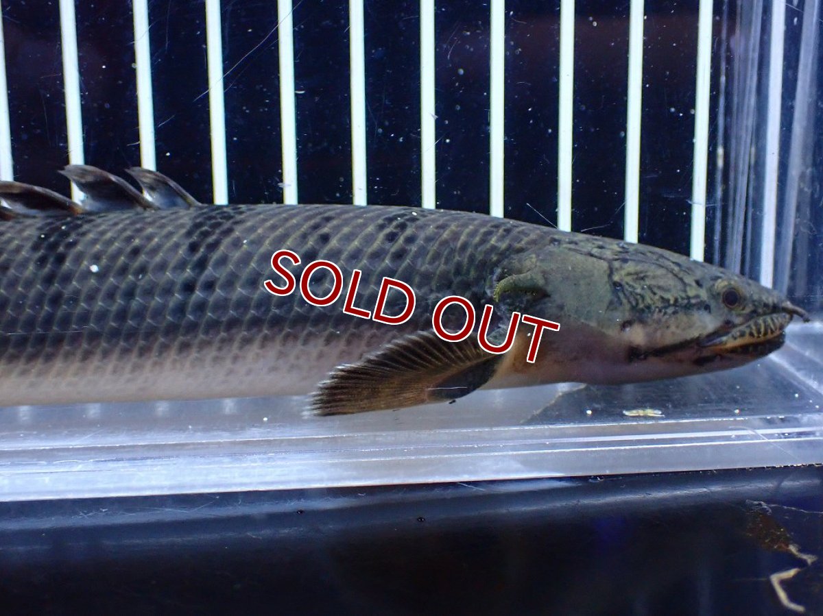 画像2: 【淡水魚】【通販】No2 ポリプテルス ウィークシー コンゴ産 ワイルド【個体販売】(±19cm)(大型魚)(生体)(熱帯魚)NKＯ (2)