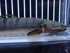 画像2: 【淡水魚】【通販】No2 ポリプテルス ウィークシー コンゴ産 ワイルド【個体販売】(±19cm)(大型魚)(生体)(熱帯魚)NKＯ (2)