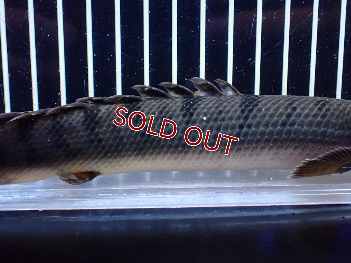 画像3: 【淡水魚】【通販】No2 ポリプテルス ウィークシー コンゴ産 ワイルド【個体販売】(±19cm)(大型魚)(生体)(熱帯魚)NKＯ (3)