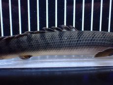 画像3: 【淡水魚】【通販】No2 ポリプテルス ウィークシー コンゴ産 ワイルド【個体販売】(±19cm)(大型魚)(生体)(熱帯魚)NKＯ (3)