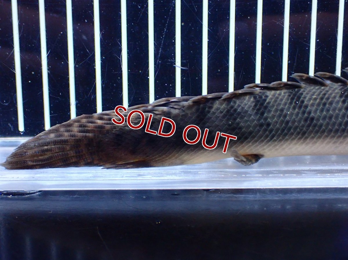 画像4: 【淡水魚】【通販】No2 ポリプテルス ウィークシー コンゴ産 ワイルド【個体販売】(±19cm)(大型魚)(生体)(熱帯魚)NKＯ (4)