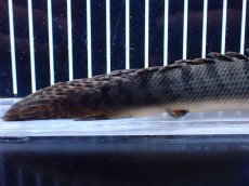 画像4: 【淡水魚】【通販】No2 ポリプテルス ウィークシー コンゴ産 ワイルド【個体販売】(±19cm)(大型魚)(生体)(熱帯魚)NKＯ (4)