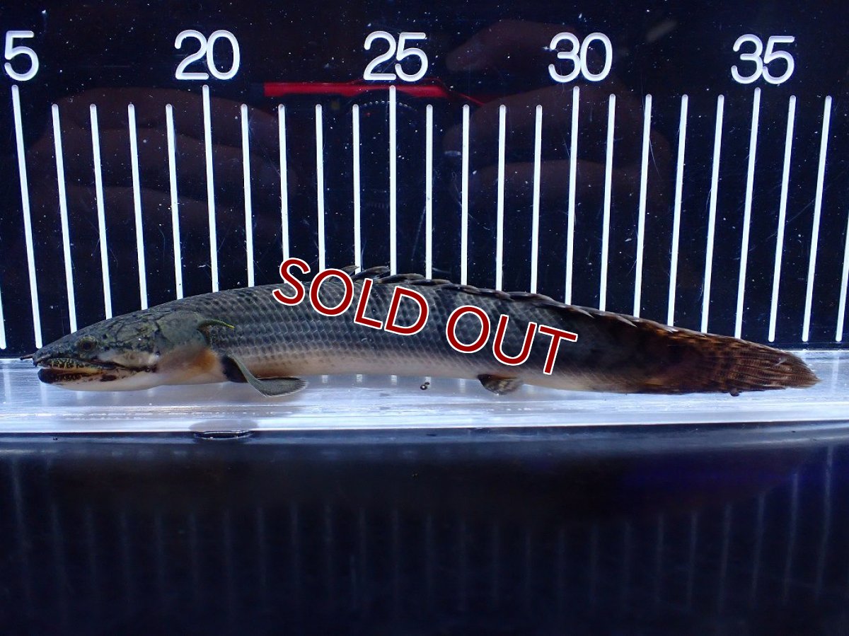 画像5: 【淡水魚】【通販】No2 ポリプテルス ウィークシー コンゴ産 ワイルド【個体販売】(±19cm)(大型魚)(生体)(熱帯魚)NKＯ (5)