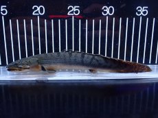 画像5: 【淡水魚】【通販】No2 ポリプテルス ウィークシー コンゴ産 ワイルド【個体販売】(±19cm)(大型魚)(生体)(熱帯魚)NKＯ (5)