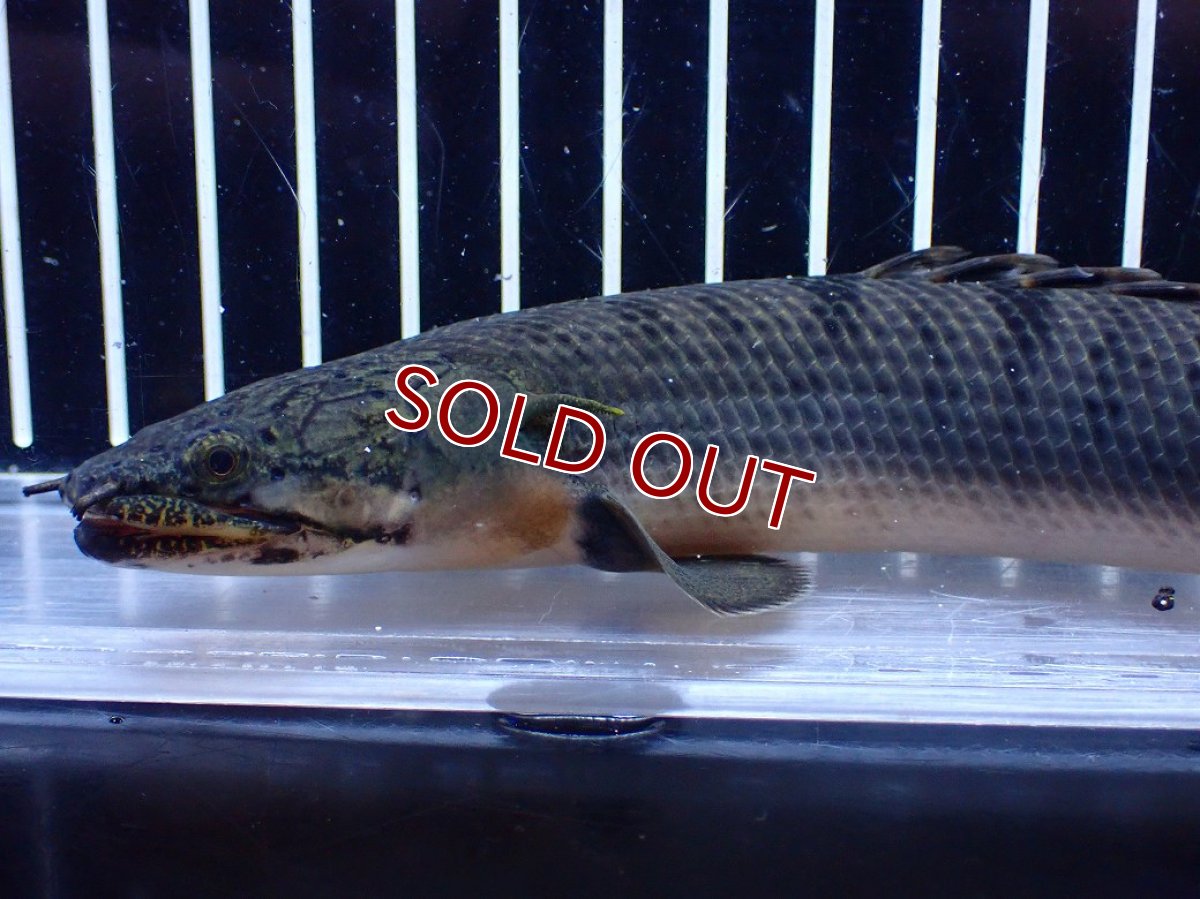 画像6: 【淡水魚】【通販】No2 ポリプテルス ウィークシー コンゴ産 ワイルド【個体販売】(±19cm)(大型魚)(生体)(熱帯魚)NKＯ (6)