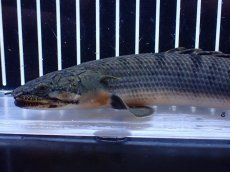 画像6: 【淡水魚】【通販】No2 ポリプテルス ウィークシー コンゴ産 ワイルド【個体販売】(±19cm)(大型魚)(生体)(熱帯魚)NKＯ (6)