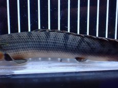 画像7: 【淡水魚】【通販】No2 ポリプテルス ウィークシー コンゴ産 ワイルド【個体販売】(±19cm)(大型魚)(生体)(熱帯魚)NKＯ (7)
