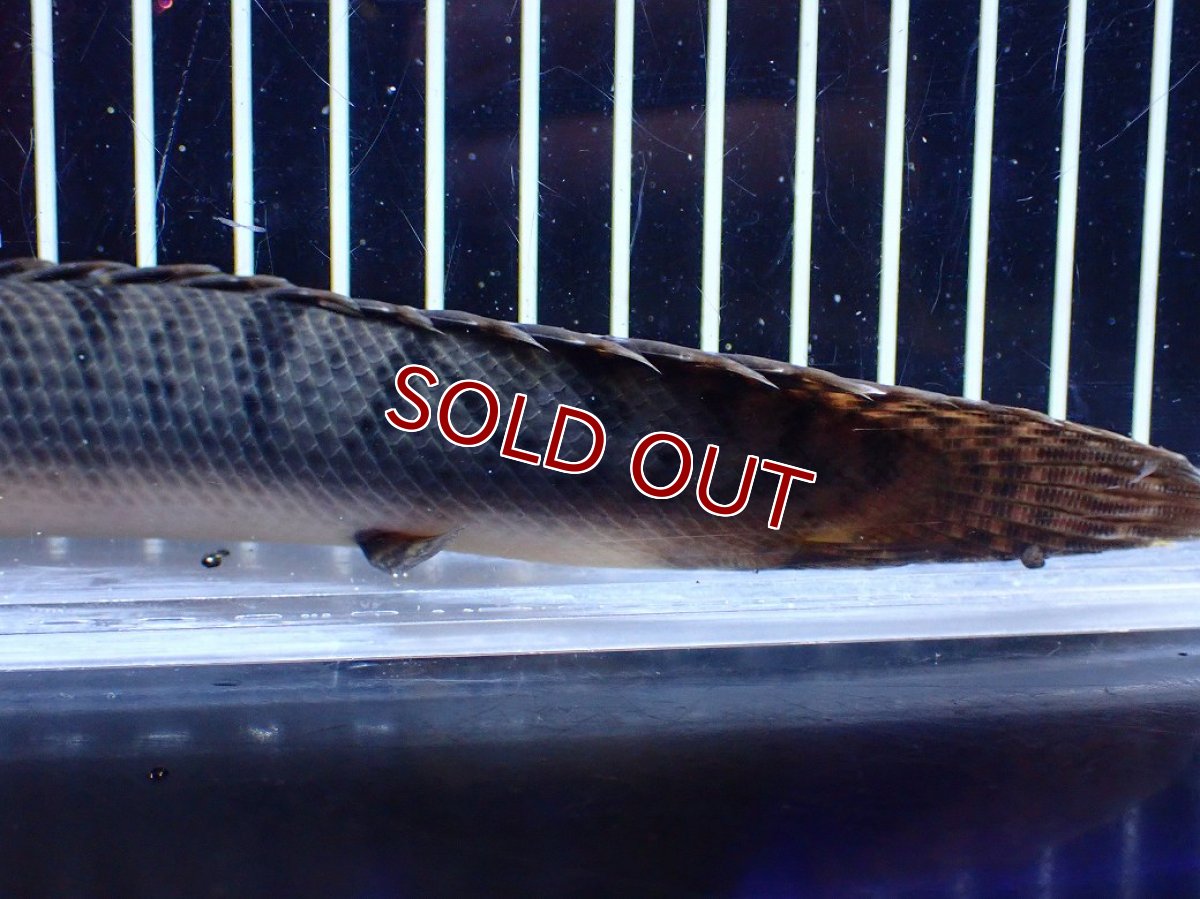画像8: 【淡水魚】【通販】No2 ポリプテルス ウィークシー コンゴ産 ワイルド【個体販売】(±19cm)(大型魚)(生体)(熱帯魚)NKＯ (8)