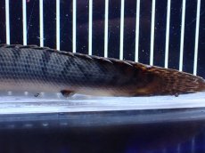 画像8: 【淡水魚】【通販】No2 ポリプテルス ウィークシー コンゴ産 ワイルド【個体販売】(±19cm)(大型魚)(生体)(熱帯魚)NKＯ (8)