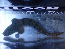 画像9: 【淡水魚】【通販】No2 ポリプテルス ウィークシー コンゴ産 ワイルド【個体販売】(±19cm)(大型魚)(生体)(熱帯魚)NKＯ (9)