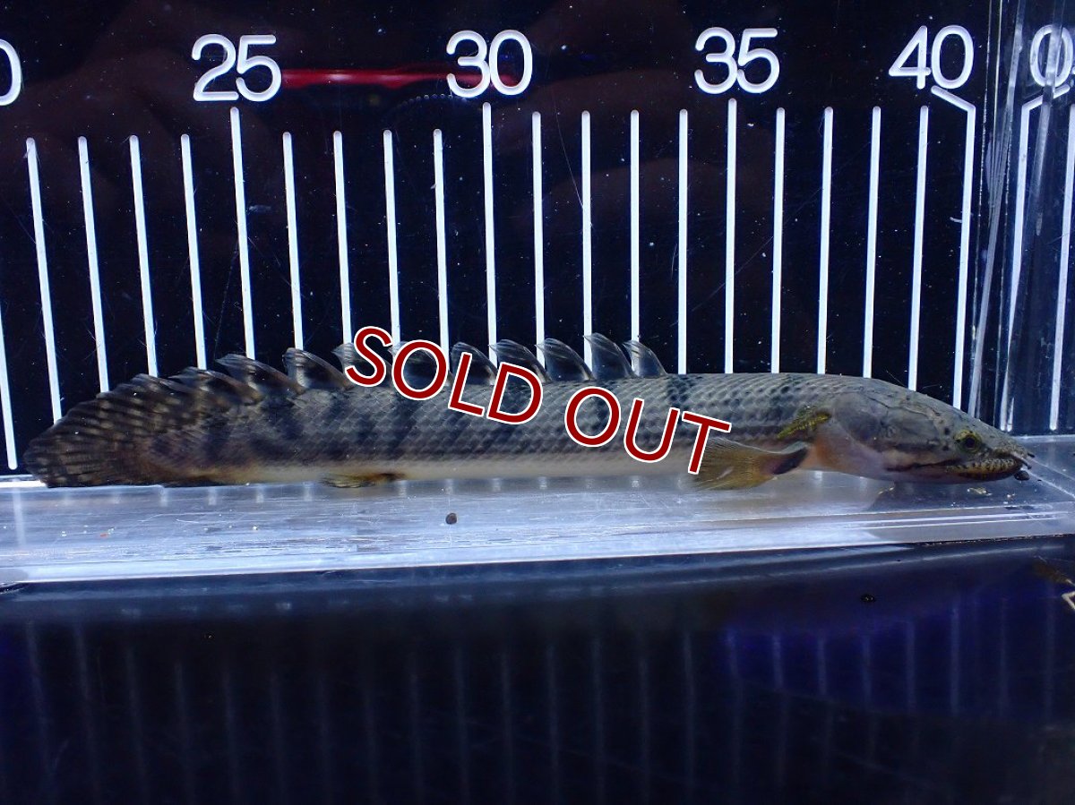 画像1: 【淡水魚】【通販】No3 ポリプテルス ウィークシー コンゴ産 ワイルド【個体販売】(±20cm)(大型魚)(生体)(熱帯魚)NKＯ (1)