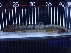 画像1: 【淡水魚】【通販】No3 ポリプテルス ウィークシー コンゴ産 ワイルド【個体販売】(±20cm)(大型魚)(生体)(熱帯魚)NKＯ (1)