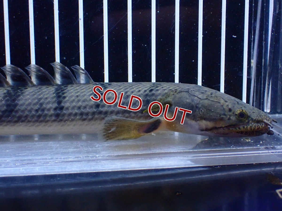画像2: 【淡水魚】【通販】No3 ポリプテルス ウィークシー コンゴ産 ワイルド【個体販売】(±20cm)(大型魚)(生体)(熱帯魚)NKＯ (2)